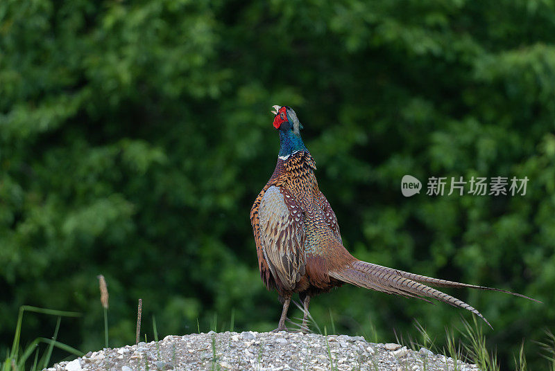 鸣叫雄性野鸡(Phasianus colchicus)